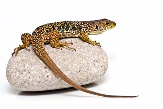 A colorful lizard on a stone isolated over a white background.