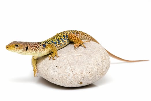 A colorful lizard on a stone isolated over a white background.