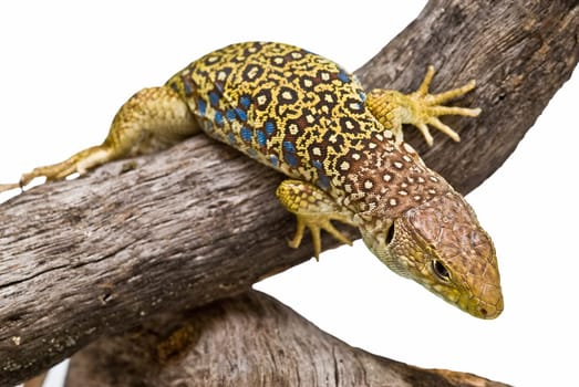 Colorful lizard on a dry branch isolated over a white background.