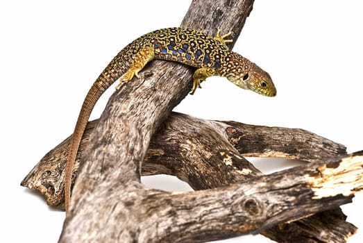 Colorful lizard on a dry branch isolated over a white background.