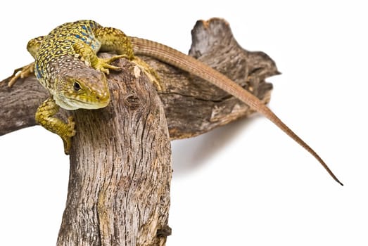 Colorful lizard on a dry branch isolated over a white background.