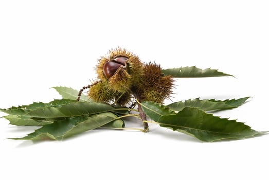 Some fresh chestnuts isolated over a white background.