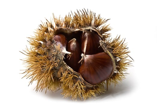 Some fresh chestnuts isolated over a white background.
