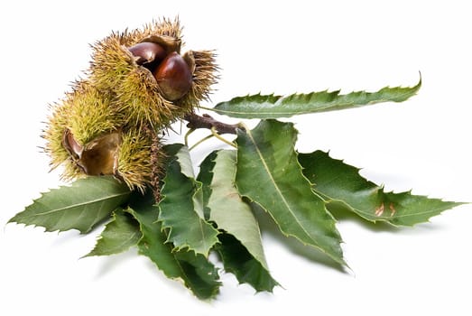 Some fresh chestnuts isolated over a white background.