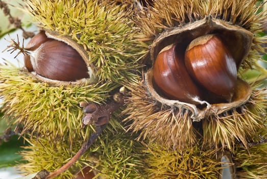 Some fresh chestnuts isolated over a white background.