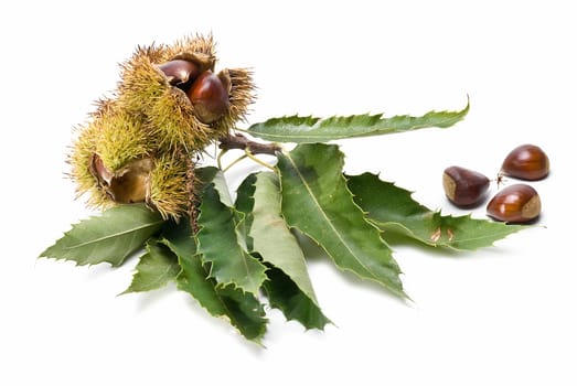 Some fresh chestnuts isolated over a white background.