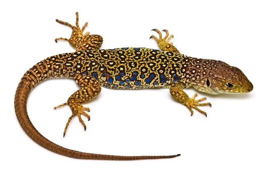 Colorful lizard isolated over a white background.