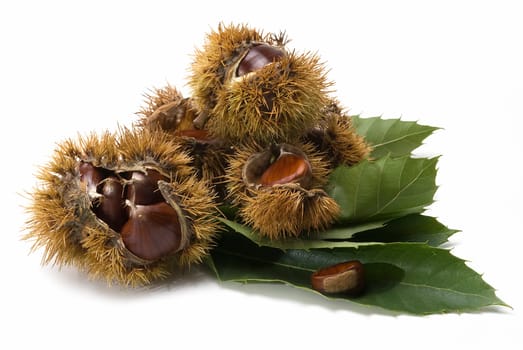 Some fresh chestnuts isolated over a white background.
