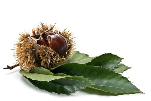 Some fresh chestnuts isolated over a white background.