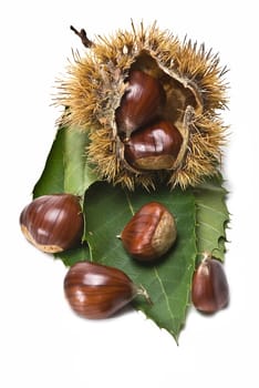 Some fresh chestnuts isolated over a white background.