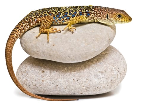 A colorful lizard on a stone isolated over a white background.