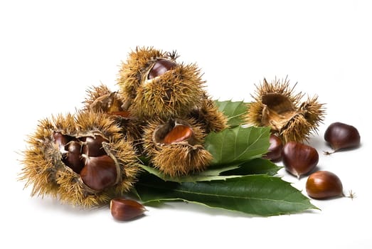 Some fresh chestnuts isolated over a white background.
