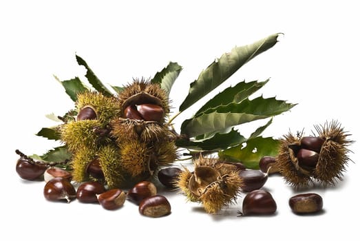 Some fresh chestnuts isolated over a white background.