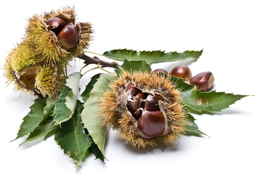 Some fresh chestnuts isolated over a white background.