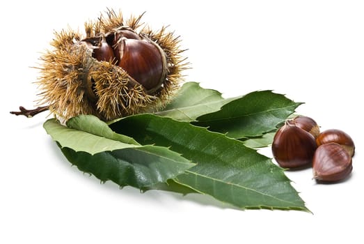 Some fresh chestnuts isolated over a white background.