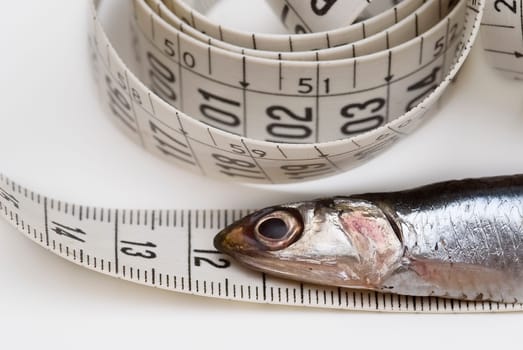 One anchovy and a measuring tape on a white background.