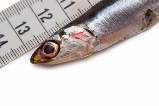 One anchovy and a measuring tape on a white background.