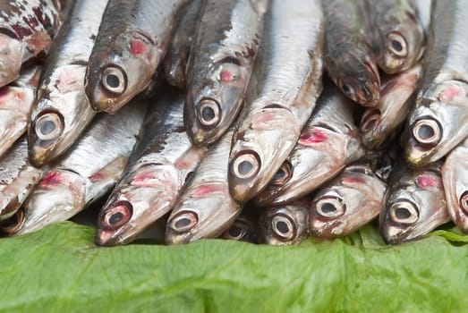 Pile of fresh anchovies from the North sea.