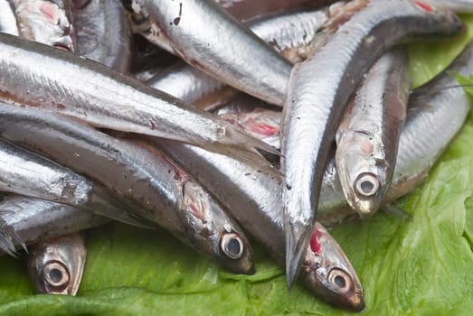 Pile of fresh anchovies from the North sea.