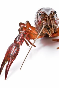 Fresh red American crayfish over a white background.