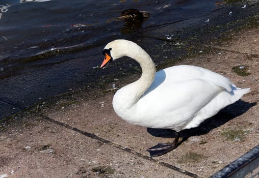 Swan by the lake