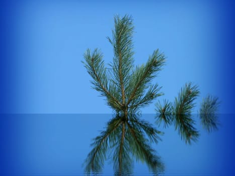 fir