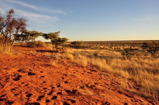 bush, yellow grass and red sand on dunes in namibian desert, at sunset