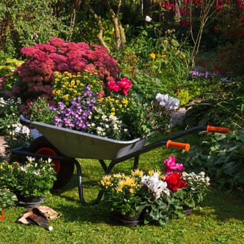 Wheelbarrow and trays with new plants - preparing for planting new plants in the garden on early September morning - square image