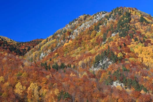 a beautiful autumn forest and a blue sky