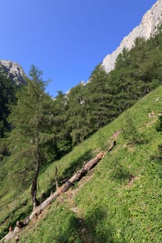 a green mountain valley Bucegi Mountains Romania