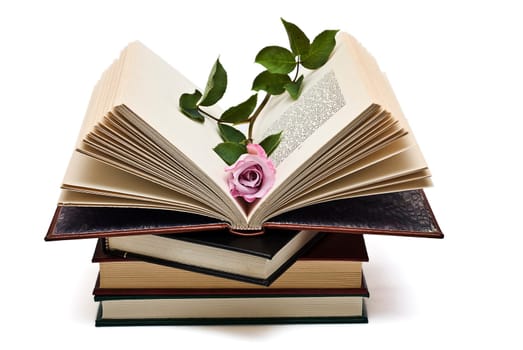 Pink rose on an old book over a white background.
