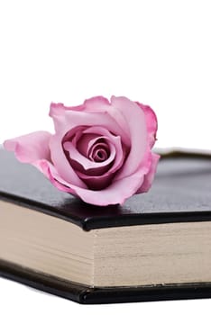 Pink rose on an old book over a white background.