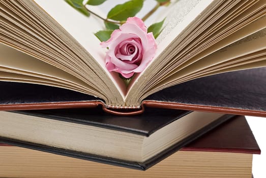 Pink rose on an old book over a white background.