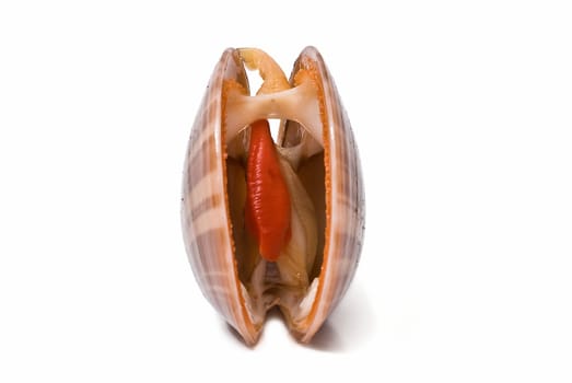 mooth clam isolated over a white background.