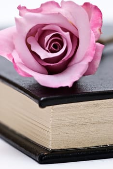 Pink rose on an old book over a white background.