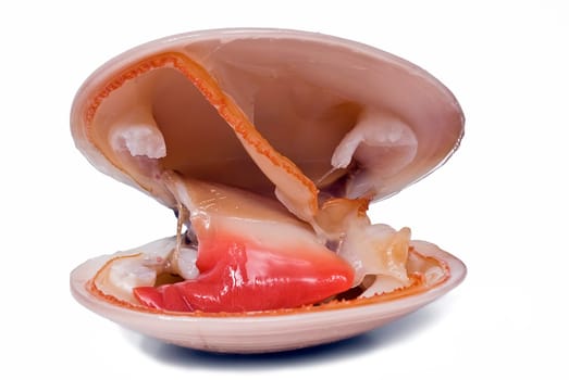mooth clam isolated over a white background.
