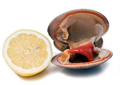 mooth clam isolated over a white background.