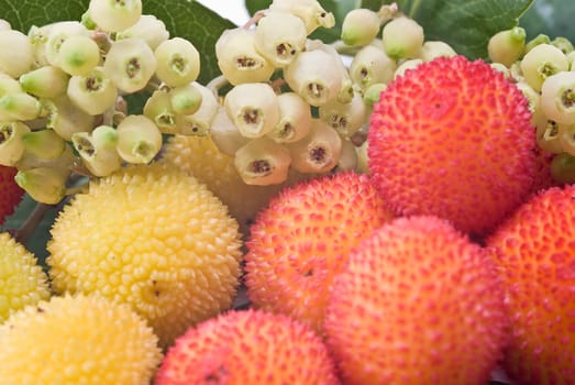 Fresh arbutus fruits isolated over a white background.