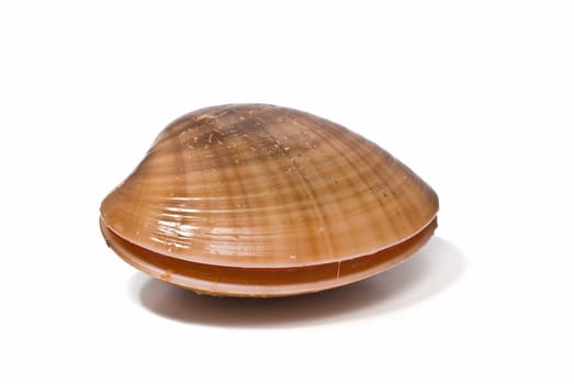 mooth clam isolated over a white background.