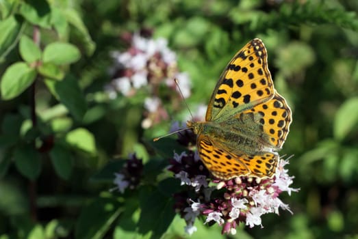 Lesser mother-of-pearl butterfly