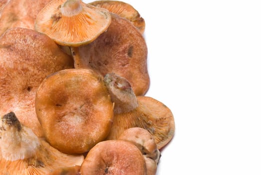 Fresh saffron milk caps over a white background.