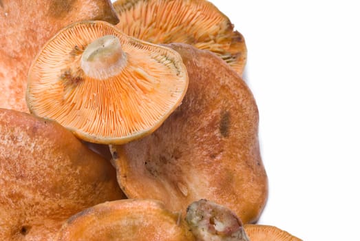Fresh saffron milk caps over a white background.