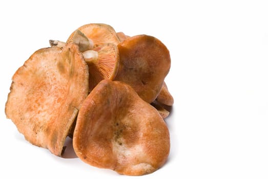 Fresh saffron milk caps over a white background.