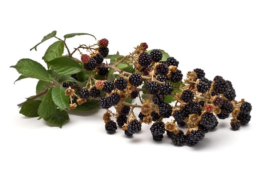 Blackberries isolated over a white background.