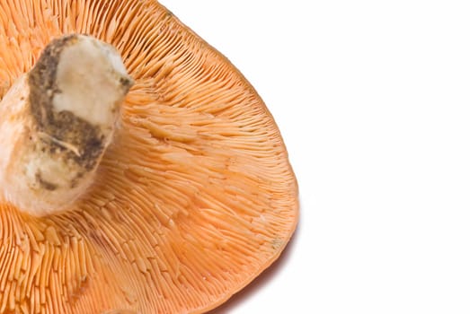 Fresh saffron milk caps over a white background.
