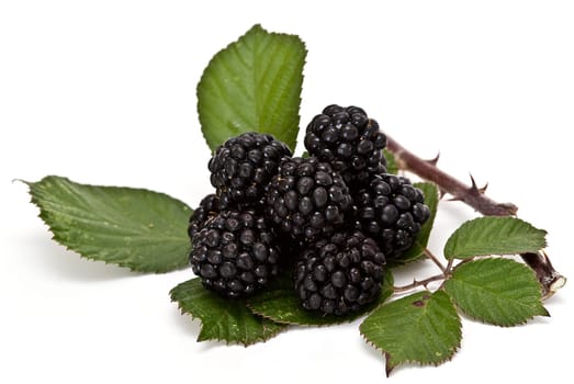 Blackberries isolated over a white background.