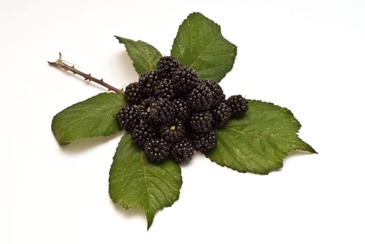 Blackberries isolated over a white background.