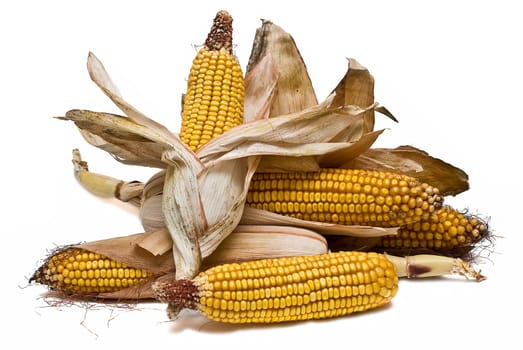 Still life about agriculture with dried corncobs.