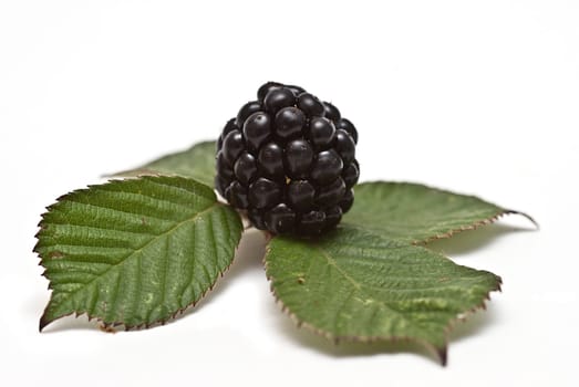 Blackberries isolated over a white background.