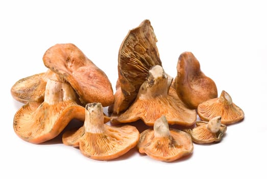 Fresh saffron milk caps over a white background.